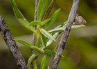 <i>Richardia grandiflora</i> (Cham. & Schltdl.) Steud. [Rubiaceae]