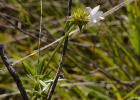 <i>Richardia grandiflora</i> (Cham. & Schltdl.) Steud. [Rubiaceae]