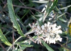 <i>Buddleja thyrsoides</i> Lam. [Scrophulariaceae]