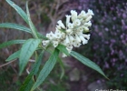 <i>Buddleja thyrsoides</i> Lam. [Scrophulariaceae]