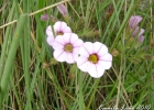 <i>Calibrachoa ovalifolia</i> (Miers) Stehmann & Semir [Solanaceae]