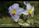 <i>Solanum sisymbriifolium</i> Lam. [Solanaceae]