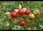 <i>Solanum sisymbriifolium</i> Lam. [Solanaceae]