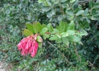<i>Gaylussacia brasiliensis</i> (Spreng.) Meisn. [Ericaceae]