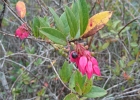 <i>Gaylussacia brasiliensis</i> (Spreng.) Meisn. [Ericaceae]