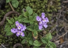 <i>Lantana montevidensis</i> (Spreng.) Briq. [Verbenaceae]