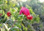 <i>Gaylussacia brasiliensis</i> (Spreng.) Meisn. [Ericaceae]