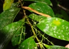 <i>Griselinia ruscifolia</i> (Gay) Ball [Cornaceae]