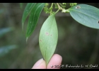 <i>Griselinia ruscifolia</i> (Gay) Ball [Cornaceae]