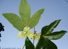 <i>Dalechampia ficifolia</i> Lam. [Euphorbiaceae]