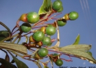 <i>Cinnamomum sellowianum</i> (Nees & Mart.) Kosterm. [Lauraceae]
