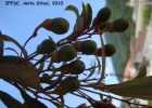 <i>Cinnamomum sellowianum</i> (Nees & Mart.) Kosterm. [Lauraceae]