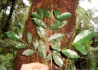 <i>Faramea oligantha</i> Müll.Arg. [Rubiaceae]