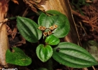 <i>Bertolonia mosenii</i> Cogn. [Melastomataceae]