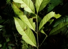 <i>Salacia elliptica</i> (Mart. ex Schult.) G.Don [Celastraceae]