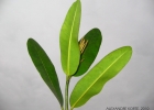 <i>Calophyllum brasiliense</i> Cambess. [Calophyllaceae]