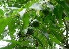 <i>Annona rugulosa</i> (Schltdl.) H.Rainer [Annonaceae]