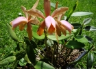 <i>Cattleya forbesii</i> Lindl. [Orchidaceae]