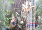 <i>Cattleya forbesii</i> Lindl. [Orchidaceae]