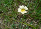 <i>Mecardonia procumbens</i> (Mill.) Small [Plantaginaceae]
