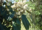 <i>Miconia hyemalis</i> A.St.-Hil. & Naudin ex Naudin [Melastomataceae]