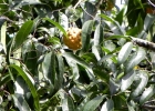 <i>Annona neosalicifolia</i> H.Rainer [Annonaceae]