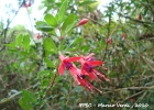 <i>Fuchsia regia</i> (Vell.) Munz [Onagraceae]