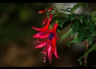 <i>Fuchsia regia</i> (Vell.) Munz [Onagraceae]