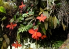 <i>Cattleya coccinea</i> Lindl. [Orchidaceae]