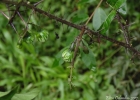 <i>Solanum atropurpureum</i> Schrank [Solanaceae]