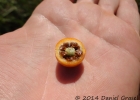 <i>Solanum atropurpureum</i> Schrank [Solanaceae]