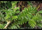 <i>Acaena eupatoria</i> Cham. & Schltdl. [Rosaceae]