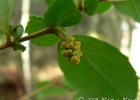 <i>Azara uruguayensis</i> (Speg.) Sleumer [Salicaceae]