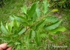 <i>Annona rugulosa</i> (Schltdl.) H.Rainer [Annonaceae]