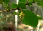 <i>Azara uruguayensis</i> (Speg.) Sleumer [Salicaceae]
