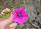 <i>Petunia altiplana</i> Ando & Hashimoto [Solanaceae]