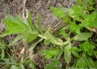 <i>Gratiola peruviana</i> L. [Plantaginaceae]