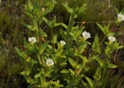 <i>Gratiola peruviana</i> L. [Plantaginaceae]
