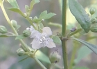 <i>Scoparia dulcis</i> L. [Plantaginaceae]