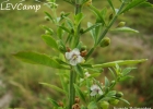<i>Scoparia dulcis</i> L. [Plantaginaceae]