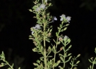 <i>Scoparia hassleriana</i> Chodat [Plantaginaceae]