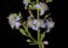 <i>Scoparia hassleriana</i> Chodat [Plantaginaceae]