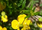 <i>Scoparia montevidensis</i> (Spreng.) R.E.Fr. [Plantaginaceae]