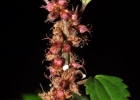 <i>Phenax organensis</i>  [Urticaceae]
