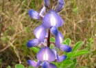 <i>Lupinus bracteolaris</i> Desr. [Fabaceae]