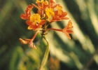 <i>Epidendrum fulgens</i> Brongn [Orchidaceae]