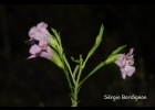 <i>Agalinis communis</i> (Cham. & Schltdl.) D'Arcy [Orobanchaceae]