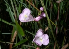 <i>Agalinis linarioides</i> (Cham. & Schltdl.) D'Arcy [Orobanchaceae]
