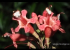 <i>Esterhazya splendida</i> J.C.Mikan [Orobanchaceae]