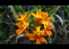 <i>Epidendrum fulgens</i> Brongn [Orchidaceae]